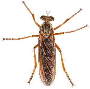  (Diogmites sallei - UAIC1139211)  @11 [ ] Copyright  Salvador Vitanza Unspecified