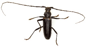  (Susuacanga ulkei - UAIC1139233)  @11 [ ] Copyright  Salvador Vitanza Unspecified