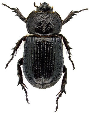  ( - UAIC1139245)  @11 [ ] Copyright  Salvador Vitanza Unspecified