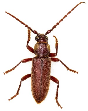  ( - UAIC1139282)  @11 [ ] Copyright  Salvador Vitanza Unspecified