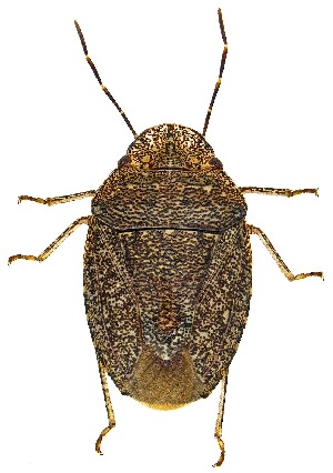  ( - UAIC1139288)  @11 [ ] Copyright  Salvador Vitanza Unspecified