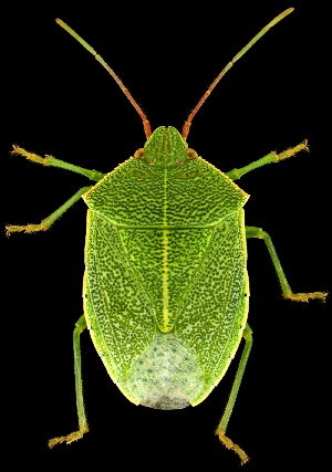  (Chlorocoris hebetatus - UAIC1139295)  @11 [ ] Copyright  Salvador Vitanza Unspecified