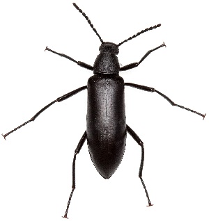  ( - UAIC1139309)  @11 [ ] Copyright  Salvador Vitanza Unspecified