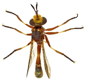  (Physoconops gracilis - UAIC1139324)  @11 [ ] Copyright  Salvador Vitanza Unspecified