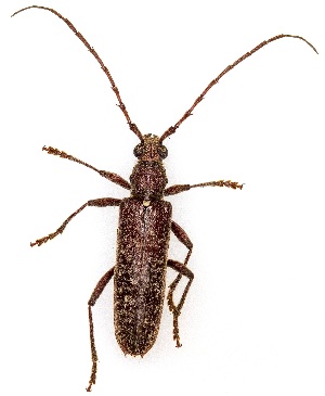  ( - UAIC1139331)  @11 [ ] Copyright  Salvador Vitanza Unspecified