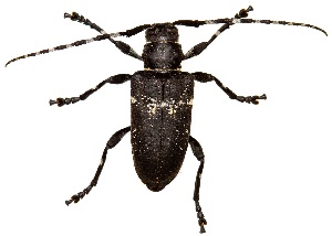  ( - UAIC1139332)  @11 [ ] Copyright  Salvador Vitanza Unspecified