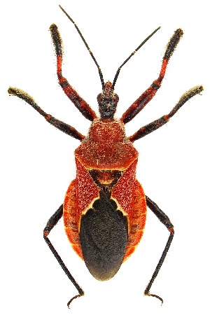  (Apiomerus cazieri - UAIC1139333)  @11 [ ] Copyright  Salvador Vitanza Unspecified