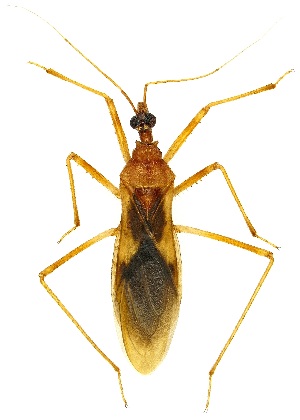  (Zeluroidini - UAIC1139370)  @11 [ ] Copyright  Salvador Vitanza Unspecified