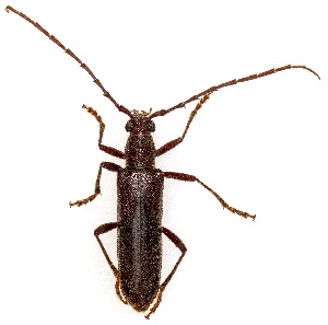  ( - UAIC1139380)  @11 [ ] Copyright  Salvador Vitanza Unspecified