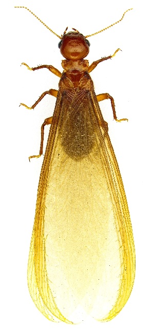  ( - UAIC1139405)  @11 [ ] Copyright  Salvador Vitanza Unspecified