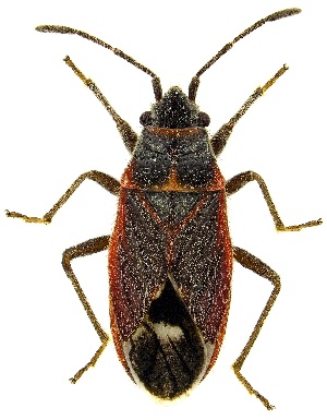  ( - UAIC1139408)  @11 [ ] Copyright  Salvador Vitanza Unspecified