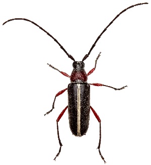  ( - UAIC1139411)  @11 [ ] Copyright  Salvador Vitanza Unspecified