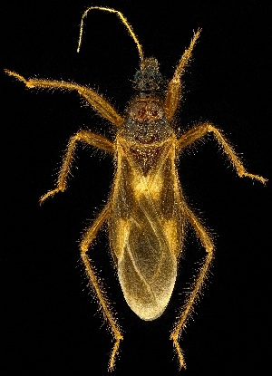  (Reduvius senilis - UAIC1139419)  @11 [ ] Copyright  Salvador Vitanza Unspecified