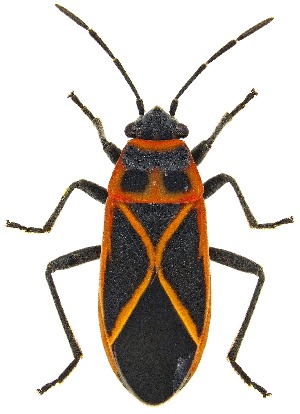  ( - UAIC1139429)  @11 [ ] Copyright  Salvador Vitanza Unspecified