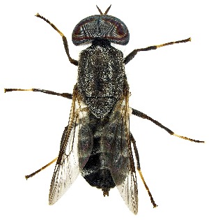  ( - UAIC1139434)  @11 [ ] Copyright  Salvador Vitanza Unspecified