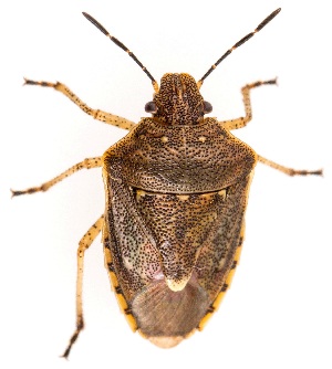  ( - UAIC1139436)  @11 [ ] Copyright  Salvador Vitanza Unspecified