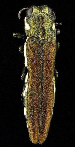  ( - UAIC1139442)  @11 [ ] Copyright  Salvador Vitanza Unspecified