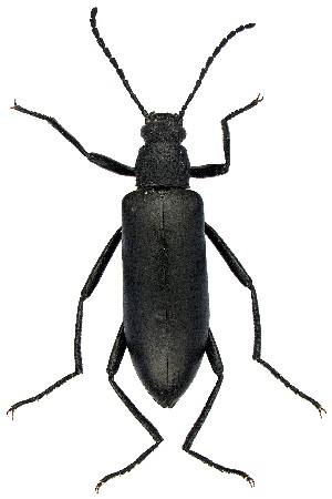  ( - UAIC1139454)  @11 [ ] Copyright  Salvador Vitanza Unspecified