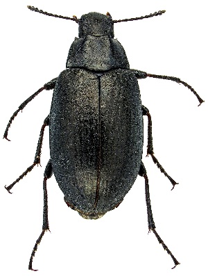  ( - UAIC1139464)  @11 [ ] Copyright  Salvador Vitanza Unspecified