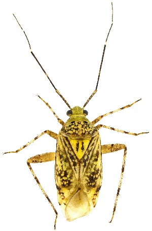  ( - UAIC1139465)  @11 [ ] Copyright  Salvador Vitanza Unspecified