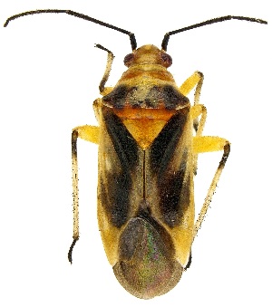  (Nicholia - UAIC1139471)  @11 [ ] Copyright  Salvador Vitanza Unspecified