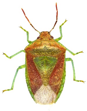  (Banasa subcarnea - UAIC1139484)  @11 [ ] Copyright  Salvador Vitanza Unspecified