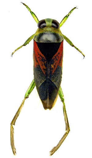  ( - UAIC1139491)  @11 [ ] Copyright  Salvador Vitanza Unspecified