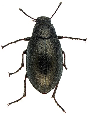  ( - UAIC1139513)  @11 [ ] Copyright  Salvador Vitanza Unspecified