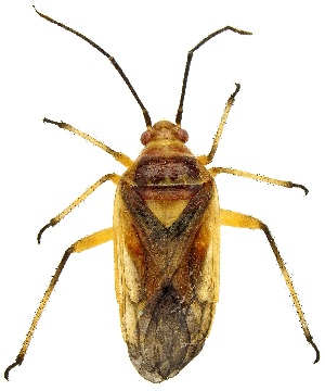  ( - UAIC1139520)  @11 [ ] Copyright  Salvador Vitanza Unspecified