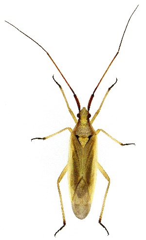  ( - UAIC1139533)  @11 [ ] Copyright  Salvador Vitanza Unspecified