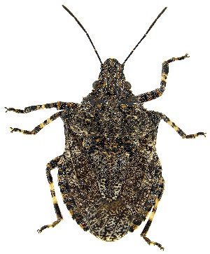  ( - UAIC1139558)  @11 [ ] Copyright  Salvador Vitanza Unspecified