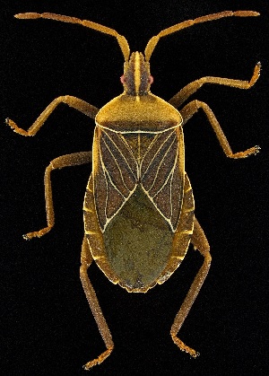  (Chelinidea ittiger - UAIC1139590)  @11 [ ] Copyright  Salvador Vitanza Unspecified