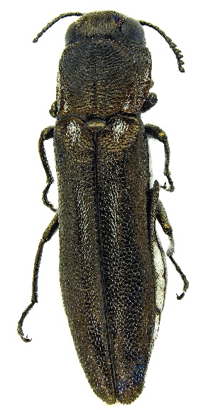  ( - UAIC1139597)  @11 [ ] Copyright  Salvador Vitanza Unspecified