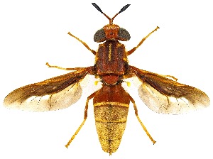  (Hermetia comstocki - UAIC1139624)  @11 [ ] Copyright  Salvador Vitanza Unspecified