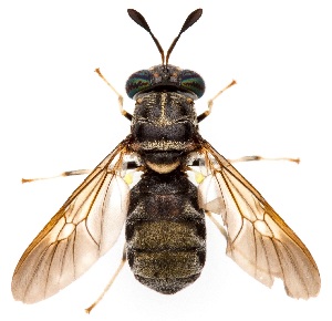  (Hermetia subpellucida - UAIC1139628)  @11 [ ] Copyright  Salvador Vitanza Unspecified