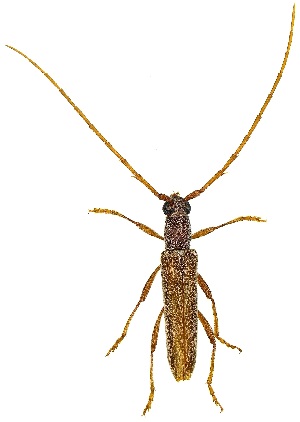  ( - UAIC1139650)  @11 [ ] Copyright  Salvador Vitanza Unspecified