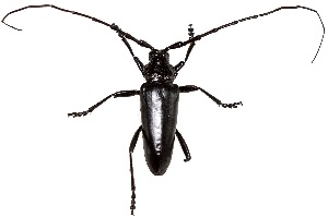  ( - UAIC1139655)  @11 [ ] Copyright  Salvador Vitanza Unspecified