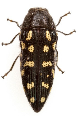  (Acmaeodera delumbis - UAIC1139688)  @11 [ ] Copyright  Salvador Vitanza Unspecified