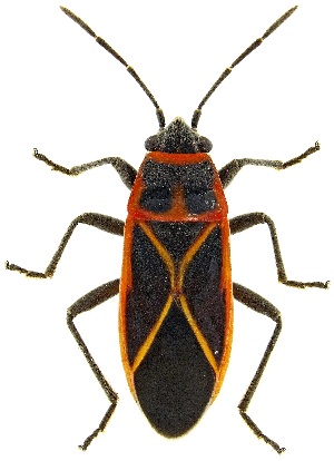  ( - UAIC1139717)  @11 [ ] Copyright  Salvador Vitanza Unspecified