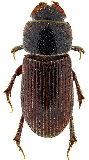  ( - UAIC1139755)  @11 [ ] Copyright  Salvador Vitanza Unspecified