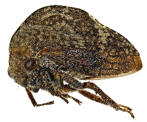  (Telamonanthe - UAIC1139756)  @11 [ ] Copyright  Salvador Vitanza Unspecified