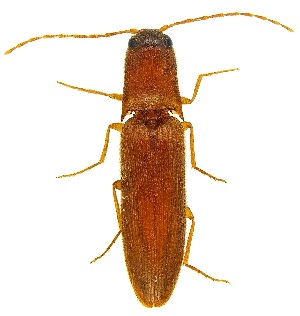  ( - UAIC1139766)  @11 [ ] Copyright  Salvador Vitanza Unspecified