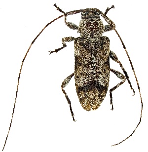  ( - UAIC1139815)  @11 [ ] Copyright  Salvador Vitanza Unspecified