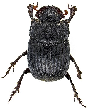  ( - UAIC1139826)  @11 [ ] Copyright  Salvador Vitanza Unspecified