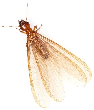  ( - UAIC1139845)  @11 [ ] Copyright  Salvador Vitanza Unspecified