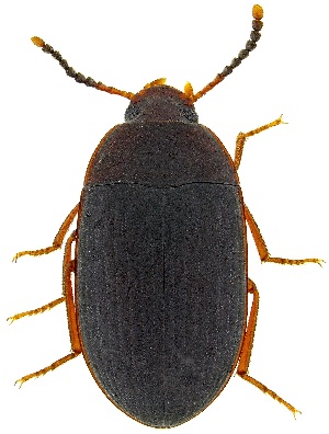  ( - UAIC1139860)  @11 [ ] Copyright  Salvador Vitanza Unspecified