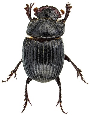  ( - UAIC1139910)  @11 [ ] Copyright  Salvador Vitanza Unspecified