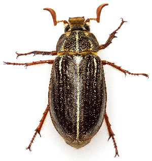  ( - UAIC1139950)  @11 [ ] Copyright  Salvador Vitanza Unspecified