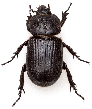  ( - UAIC1139999)  @11 [ ] Copyright  Salvador Vitanza Unspecified