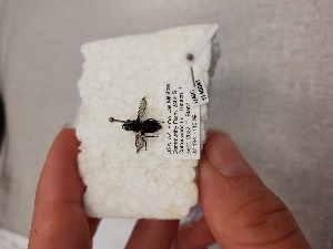  ( - UAIC1148041)  @11 [ ] by (2022) Shianna Stewart University of Arizona Insect Collection